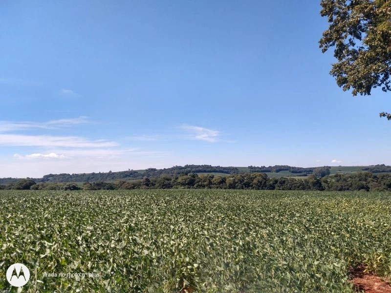 Vendem-se terras na localidade de Rincão das Tunas, Santa Rosa/RS — foto 1 de 3