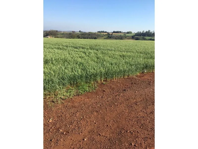 Terreno de 25 hectares em posição estratégica, Santa Rosa — foto 1