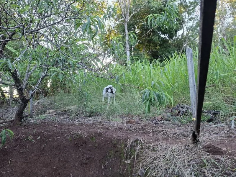 Chácara em Bela União com casa e infraestrutura rural — foto 15
