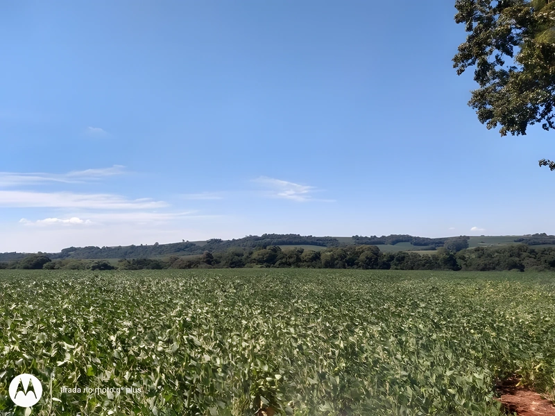 Vendem-se terras na localidade de Rincão das Tunas, Santa Rosa/RS