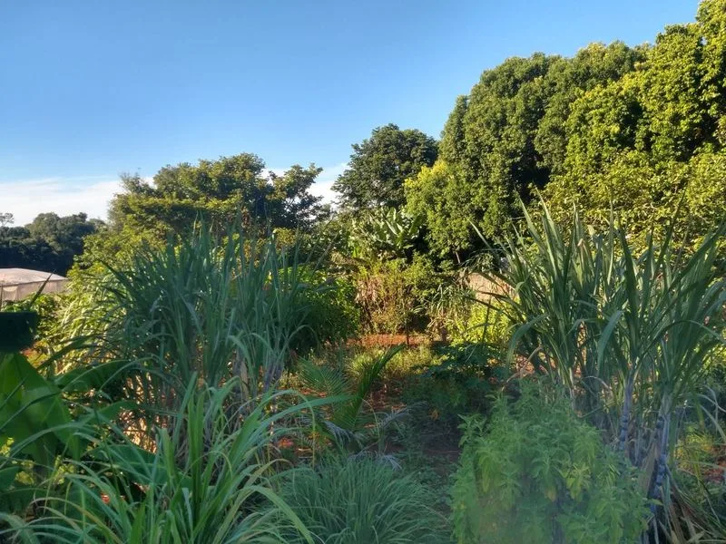 Casa de alto padrão em São Francisco, Santa Rosa — foto 8