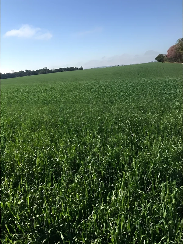Terreno 15 hectares frente para RS 344, São Francisco