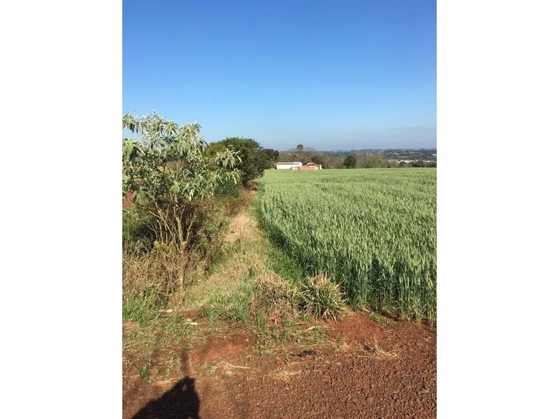 Terreno de 25 hectares em posição estratégica, Santa Rosa — foto 3