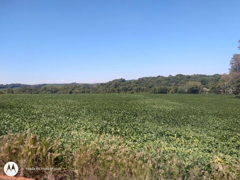 Vendem-se terras na localidade de Rincão das Tunas, Santa Rosa/RS — foto 3 de 3