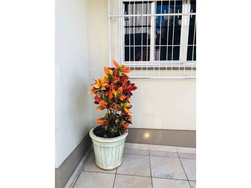 Casa de esquina no Centro com 3 dormitórios — foto 3