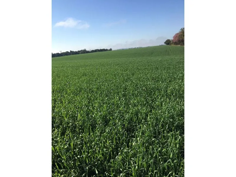 Terreno 15 hectares frente para RS 344, São Francisco — foto 1