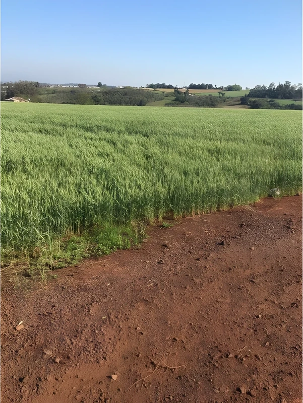 Terreno de 25 hectares em posição estratégica, Santa Rosa