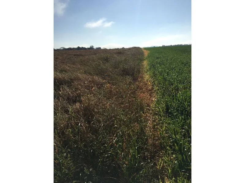 Terreno 15 hectares frente para RS 344, São Francisco — foto 2
